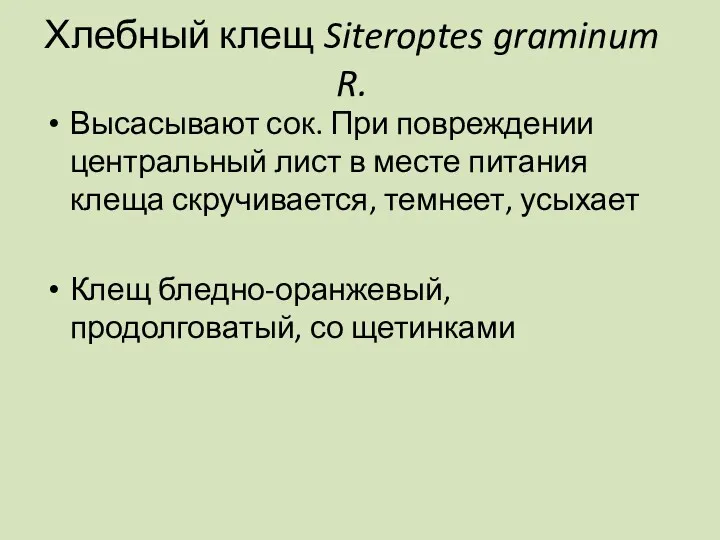 Хлебный клещ Siteroptes graminum R. Высасывают сок. При повреждении центральный лист в месте