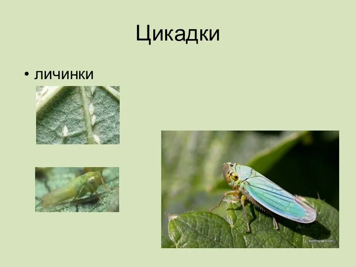 Цикадки личинки