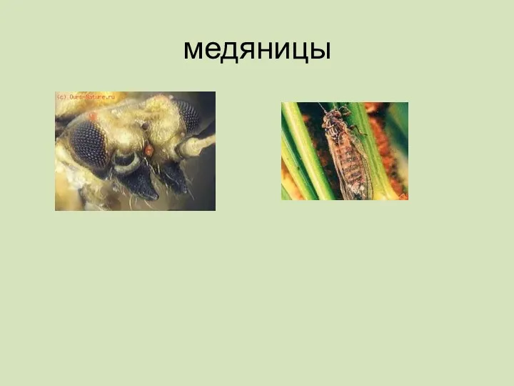 медяницы