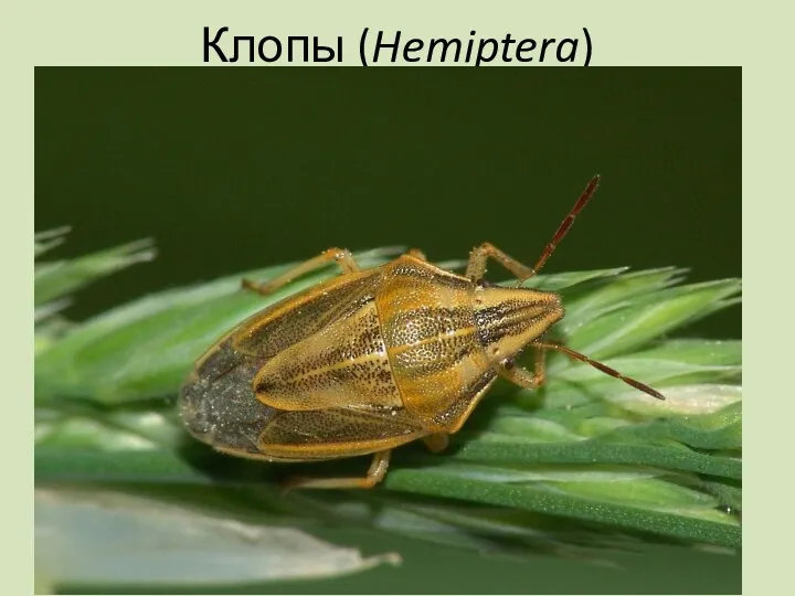 Клопы (Hemiptera)