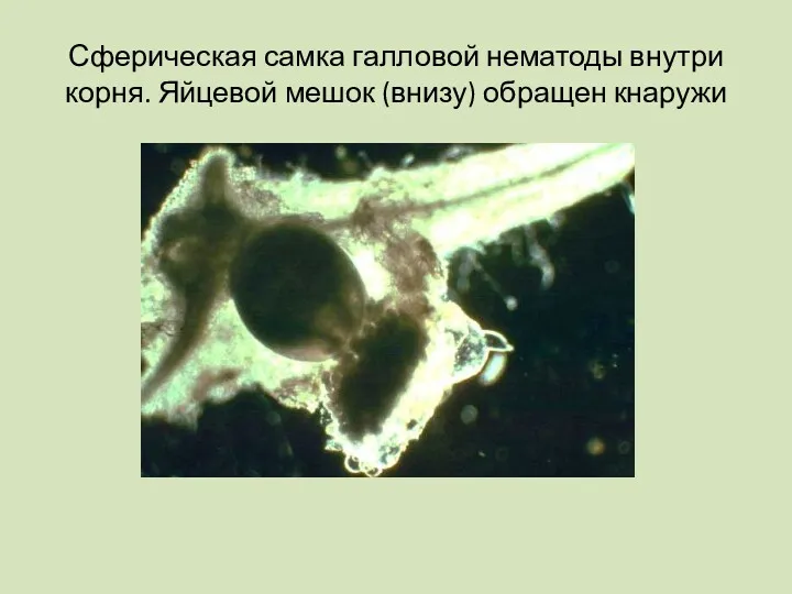 Сферическая самка галловой нематоды внутри корня. Яйцевой мешок (внизу) обращен кнаружи