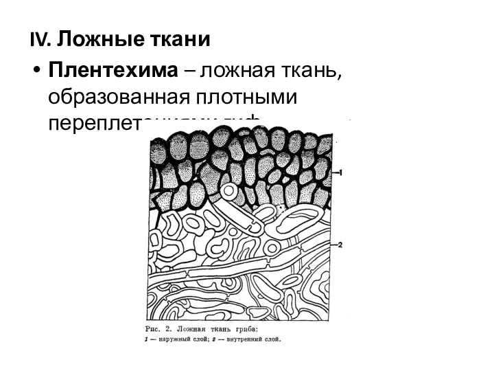 IV. Ложные ткани Плентехима – ложная ткань, образованная плотными переплетениями гиф.
