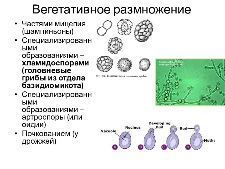 Вегетативное размножение Частями мицелия (шампиньоны) Специализированными образованиями – хламидоспорами (головневые