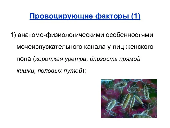 Провоцирующие факторы (1) 1) анатомо-физиологическими особенностями мочеиспускательного канала у лиц