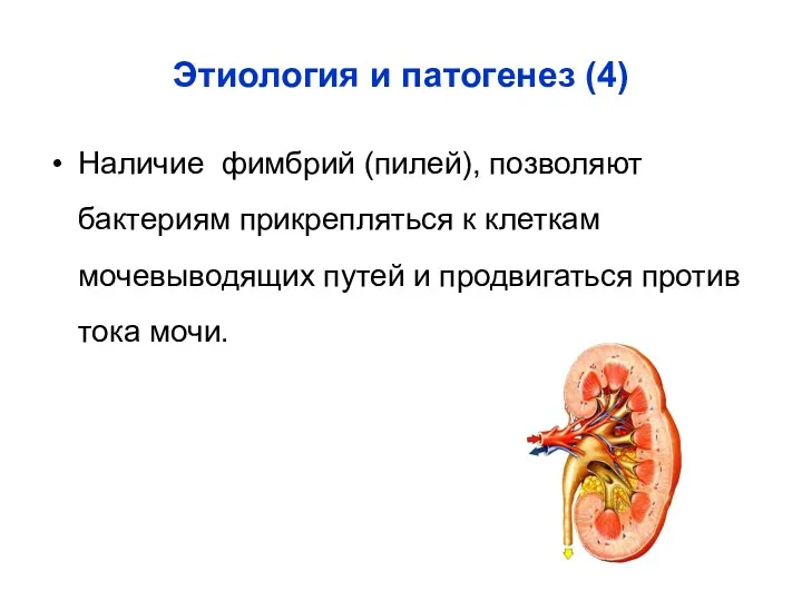 Этиология и патогенез (4) Наличие фимбрий (пилей), позволяют бактериям прикрепляться