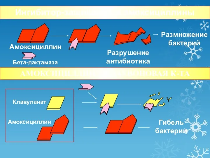 Клавуланат Амоксициллин Бета-лактамаза Ингибитор-защищенные амоксициллины Амоксициллин Разрушение антибиотика Гибель бактерии АМОКСИЦИЛЛИН + КЛАУВОНОВАЯ К-ТА Размножение бактерий