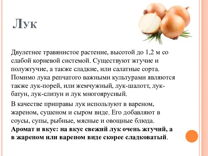 Лук Двулетнее травянистое растение, высотой до 1,2 м со слабой