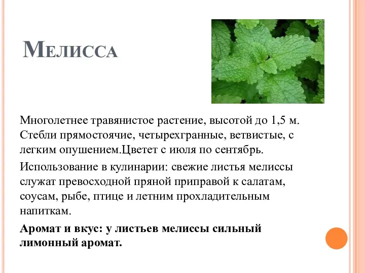 Мелисса Многолетнее травянистое растение, высотой до 1,5 м. Стебли прямостоячие,