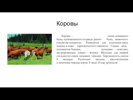 Коровы Коро́ва — самка домашнего быка, одомашненного подвида дикого быка, животного семейства полорогих.