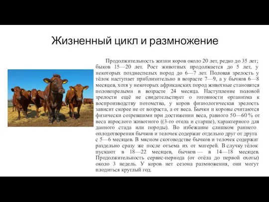 Жизненный цикл и размножение Продолжительность жизни коров около 20 лет, редко до 35