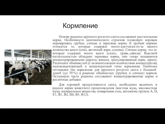 Кормление Основу рациона крупного рогатого скота составляют растительные корма. Особенности анатомического строения позволяют