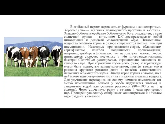 В стойловый период коров кормят фуражом и концентратами. Хорошее сено — источник полноценного