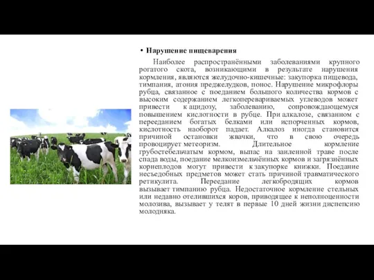 Нарушение пищеварения Наиболее распространёнными заболеваниями крупного рогатого скота, возникающими в результате нарушения кормления,