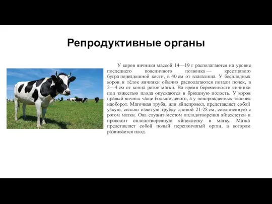 Репродуктивные органы У коров яичники массой 14—19 г располагаются на уровне последнего поясничного