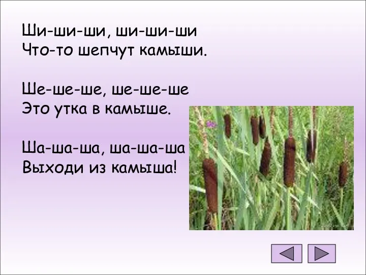 Ши-ши-ши, ши-ши-ши Что-то шепчут камыши. Ше-ше-ше, ше-ше-ше Это утка в камыше. Ша-ша-ша, ша-ша-ша Выходи из камыша!