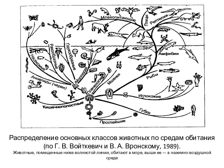 Распределение основных классов животных по средам обитания (по Г. В.