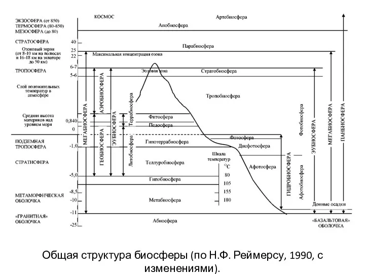 Общая структура биосферы (по Н.Ф. Реймерсу, 1990, с изменениями).