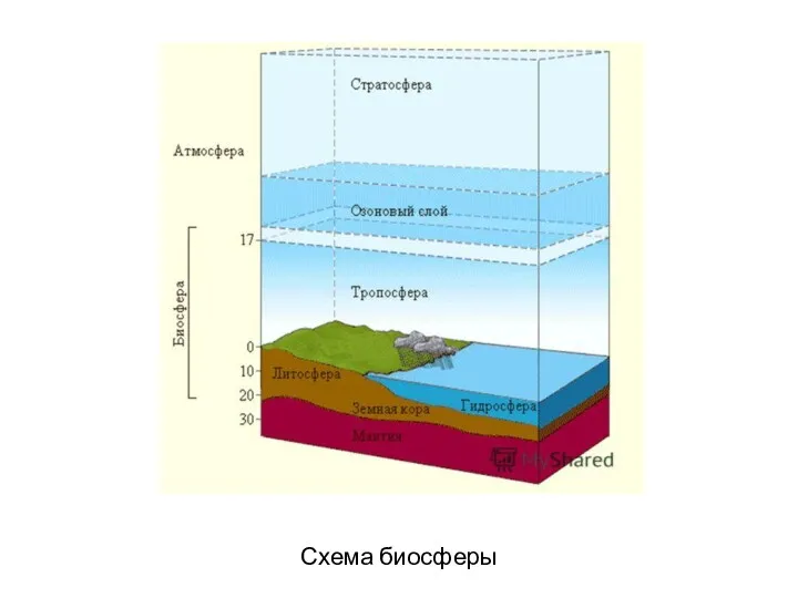 Схема биосферы