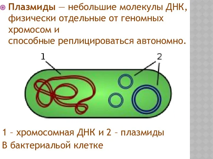 Плазмиды — небольшие молекулы ДНК, физически отдельные от геномных хромосом