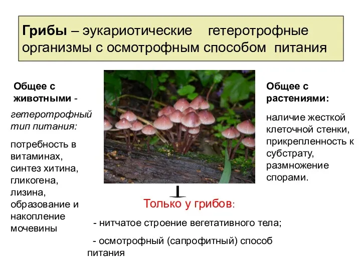 Грибы – эукариотические гетеротрофные организмы с осмотрофным способом питания Общее