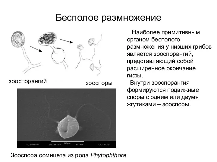 Бесполое размножение Наиболее примитивным органом бесполого размножения у низших грибов