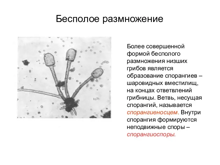 Бесполое размножение Более совершенной формой бесполого размножения низших грибов является