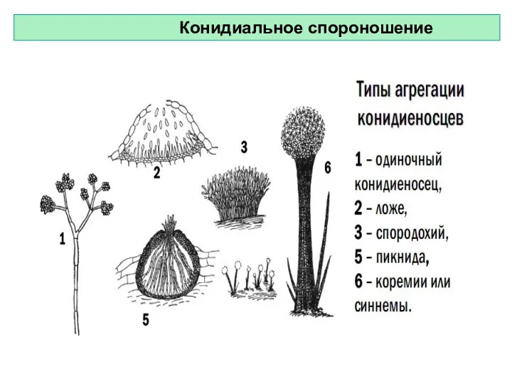 Конидиальное спороношение