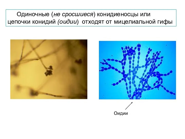 Одиночные (не сросшиеся) конидиеносцы или цепочки конидий (оидии) отходят от мицелиальной гифы Оидии