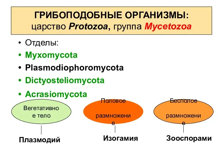 ГРИБОПОДОБНЫЕ ОРГАНИЗМЫ: царство Protozoa, группа Mycetozoa Отделы: Myxomycota Plasmodiophoromycota Dictyosteliomycota