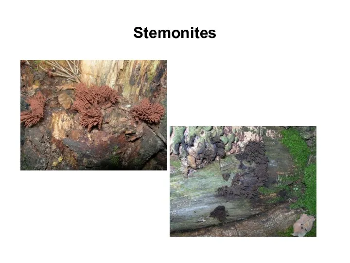 Stemonites