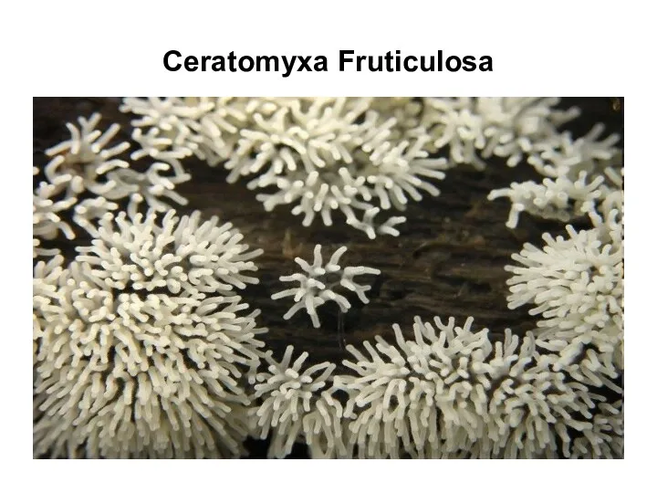 Ceratomyxa Fruticulosa