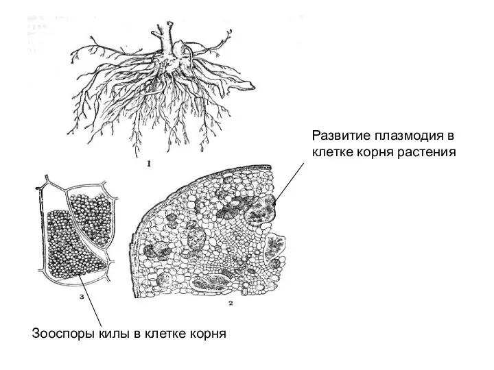 Зооспоры килы в клетке корня Развитие плазмодия в клетке корня растения