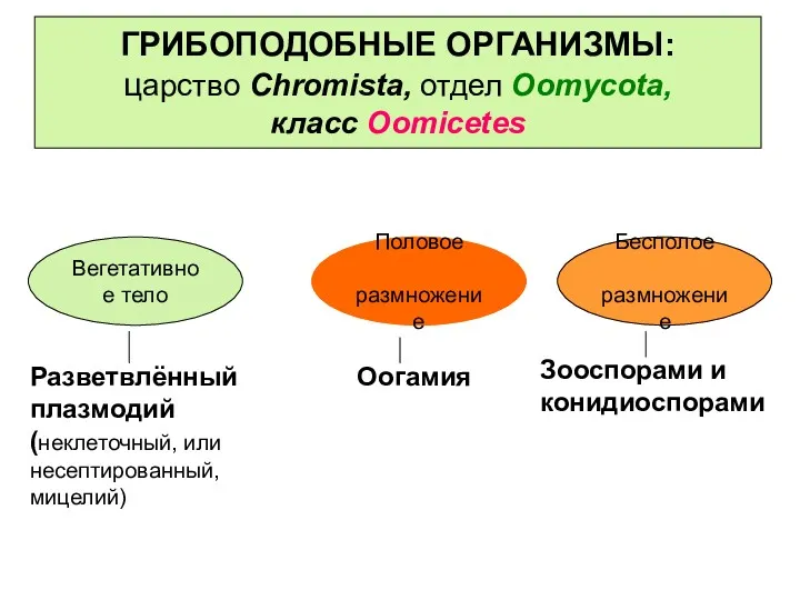 ГРИБОПОДОБНЫЕ ОРГАНИЗМЫ: царство Chromista, отдел Oomycota, класс Oomicetes Вегетативное тело