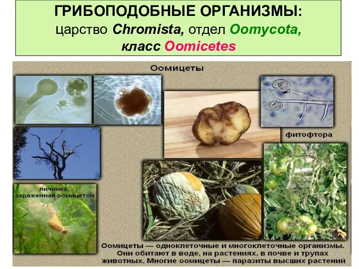 ГРИБОПОДОБНЫЕ ОРГАНИЗМЫ: царство Chromista, отдел Oomycota, класс Oomicetes