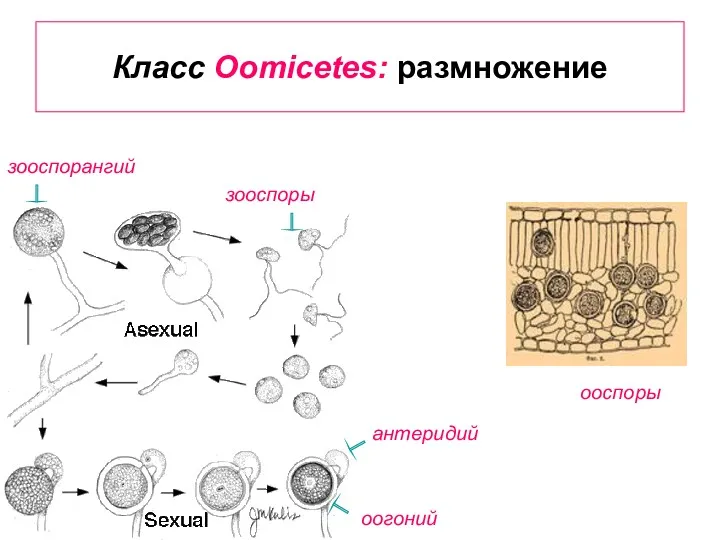 Класс Oomicetes: размножение зооспорангий зооспоры антеридий оогоний ooспоры