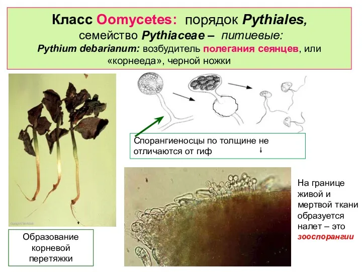 Класс Oomycetes: порядок Pythiales, cемейство Pythiaceae – питиевые: Pythium debarianum: