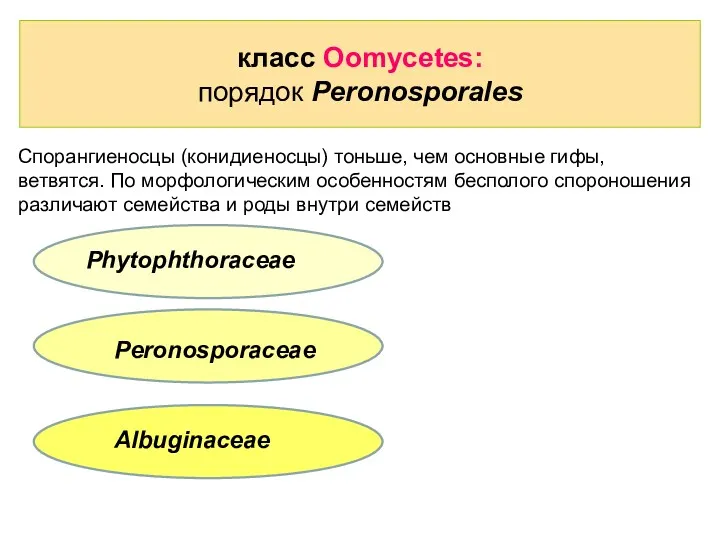 класс Oomycetes: порядок Peronosporales Спорангиеносцы (конидиеносцы) тоньше, чем основные гифы,