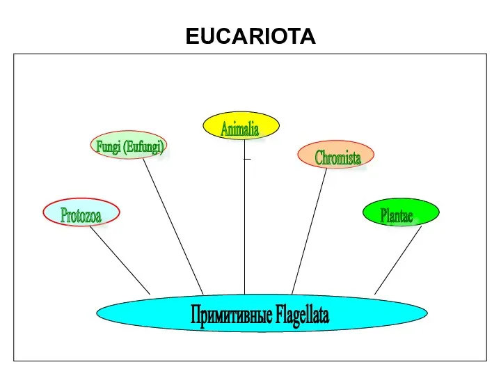 EUCARIOTA