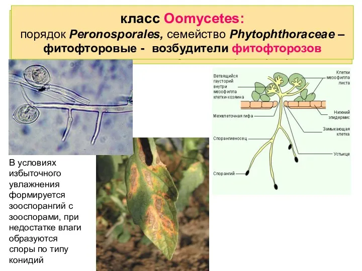 класс Oomycetes: порядок Peronosporales, семейство Phytophthoraceae – фитофторовые - возбудители