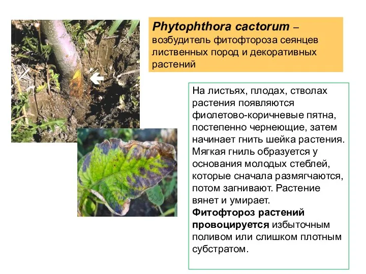 Phytophthora cactorum – возбудитель фитофтороза сеянцев лиственных пород и декоративных