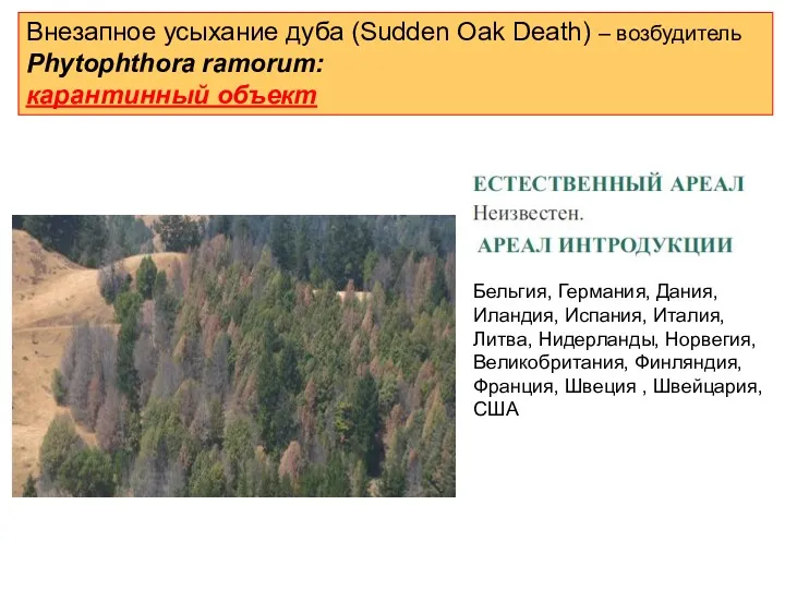 Внезапное усыхание дуба (Sudden Oak Death) – возбудитель Phytophthora ramorum: