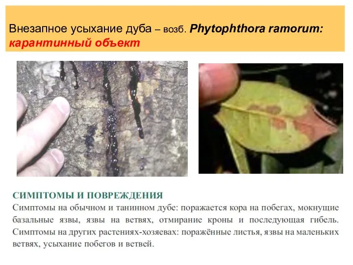 Внезапное усыхание дуба – возб. Phytophthora ramorum: карантинный объект