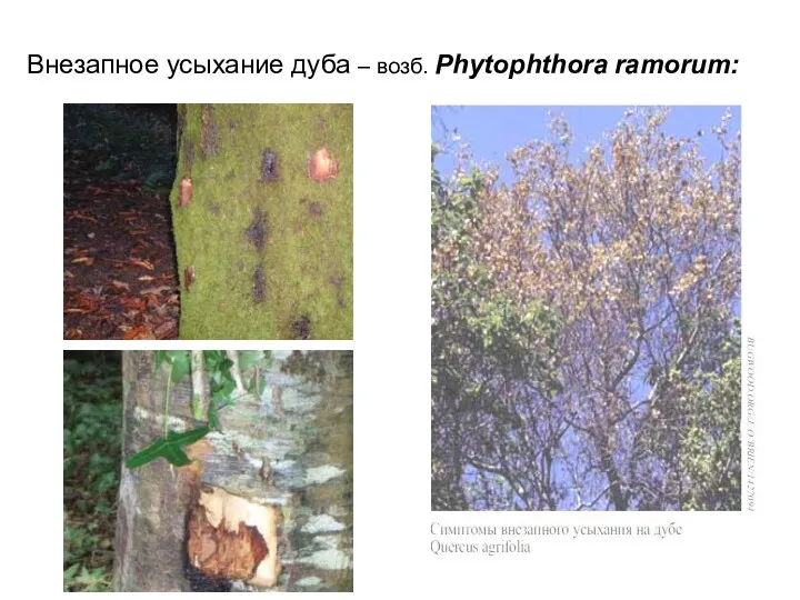 Внезапное усыхание дуба – возб. Phytophthora ramorum: