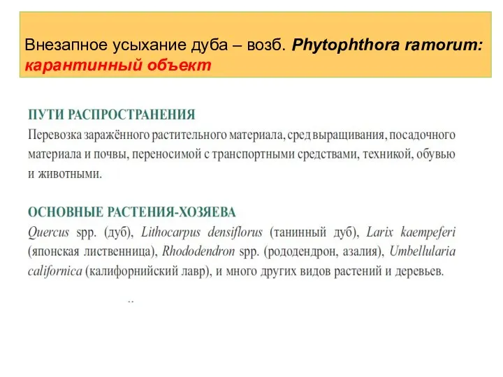 Внезапное усыхание дуба – возб. Phytophthora ramorum: карантинный объект