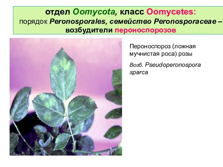 отдел Oomycota, класс Oomycetes: порядок Peronosporales, семейство Peronosporaceae – возбудители