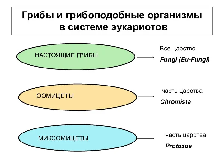 Грибы и грибоподобные организмы в системе эукариотов НАСТОЯЩИЕ ГРИБЫ ООМИЦЕТЫ