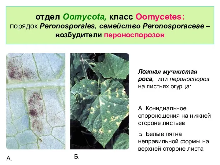 отдел Oomycota, класс Oomycetes: порядок Peronosporales, семейство Peronosporaceae – возбудители