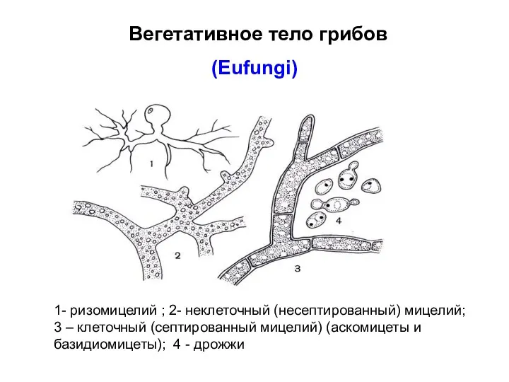 Вегетативное тело грибов (Eufungi) 1- ризомицелий ; 2- неклеточный (несептированный)