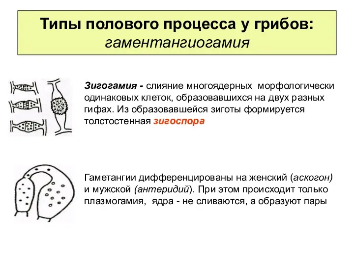 Типы полового процесса у грибов: гаментангиогамия Зигогамия - слияние многоядерных