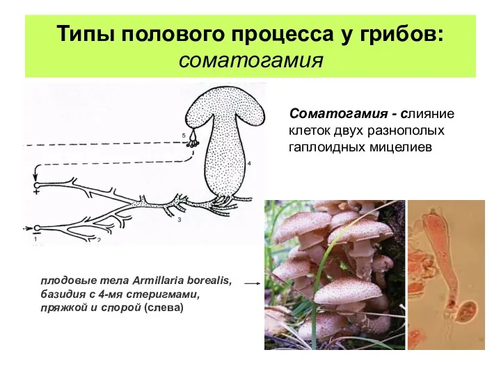 Типы полового процесса у грибов: соматогамия Соматогамия - слияние клеток